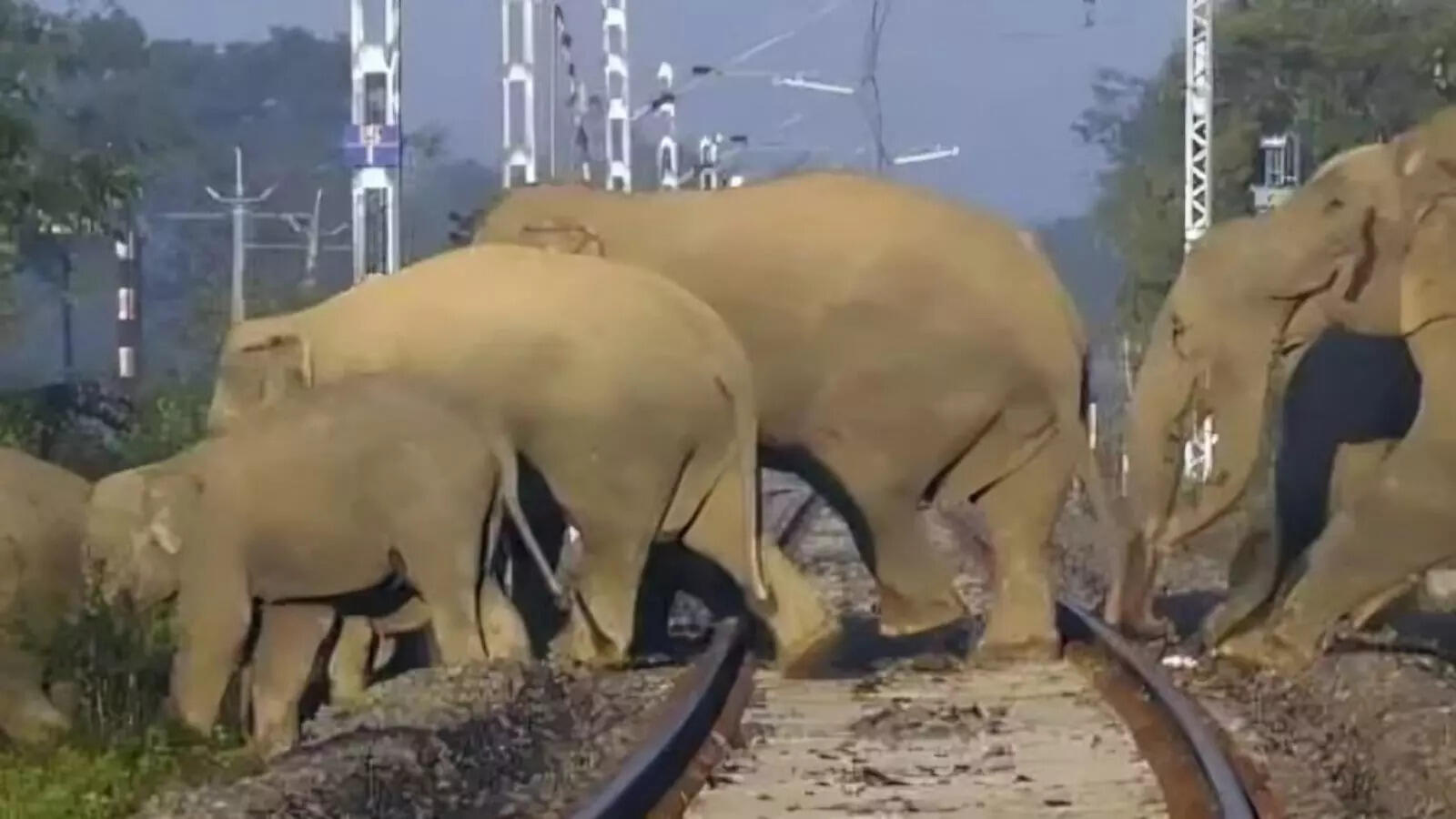 हाथियों की आवाजाही से रेल संचालन प्रभावित, कई मेमू और एक्सप्रेस ट्रेनें रद्द