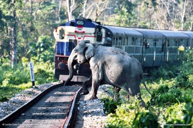 झारखंड में हाथियों का आतंक: 18 ट्रेनें रद्द, एनएच-33 पर यातायात ठप