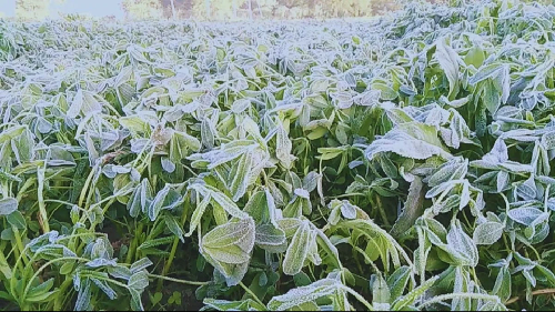 ठंड बढ़ने से सब्जी किसान परेशान, लोहरदगा में फसलों पर पाला और झुलसा रोग का खतरा