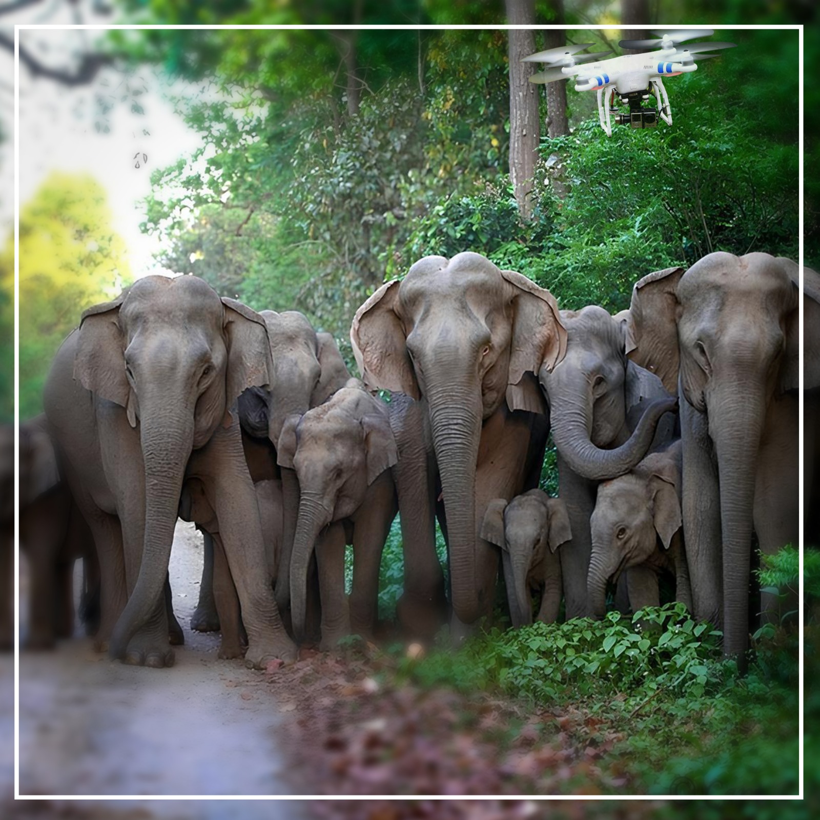 झारखंड में ड्रोन की मदद से हत्यारे हाथियों पर कड़ी निगरानी